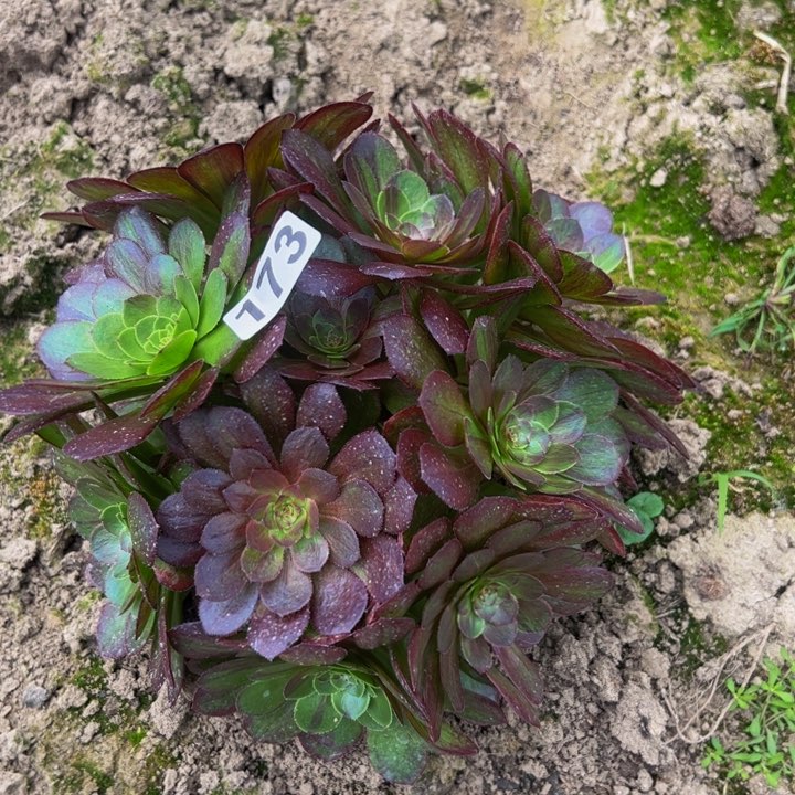 173花月夜多肉植物