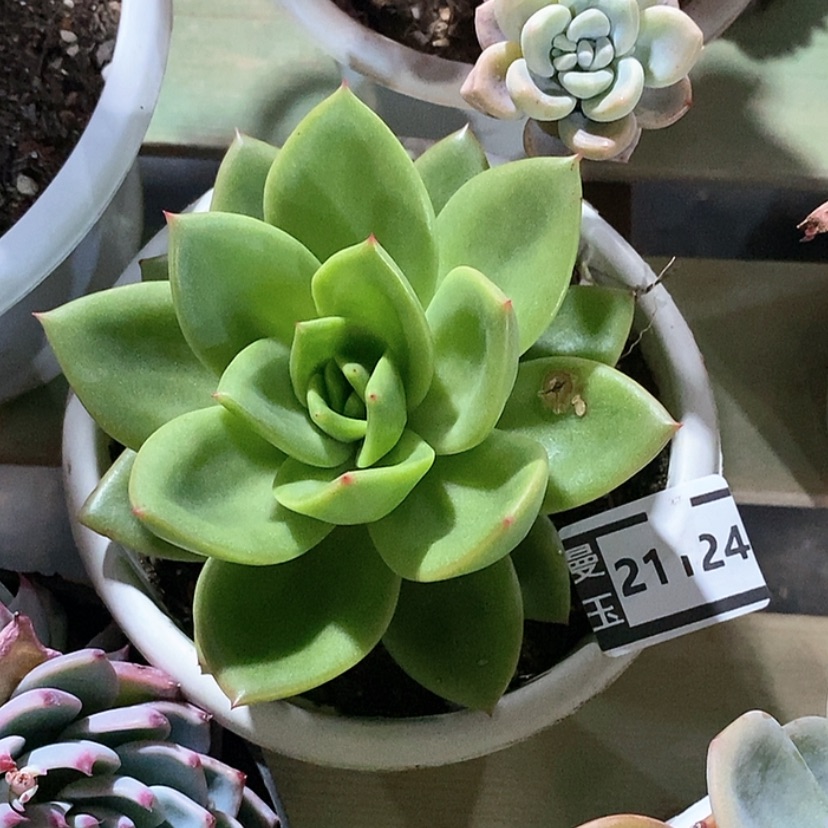 【闪购商品】翠花21124