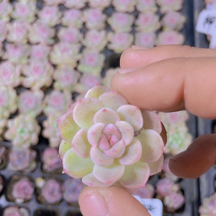 琴心【满10颗包邮】