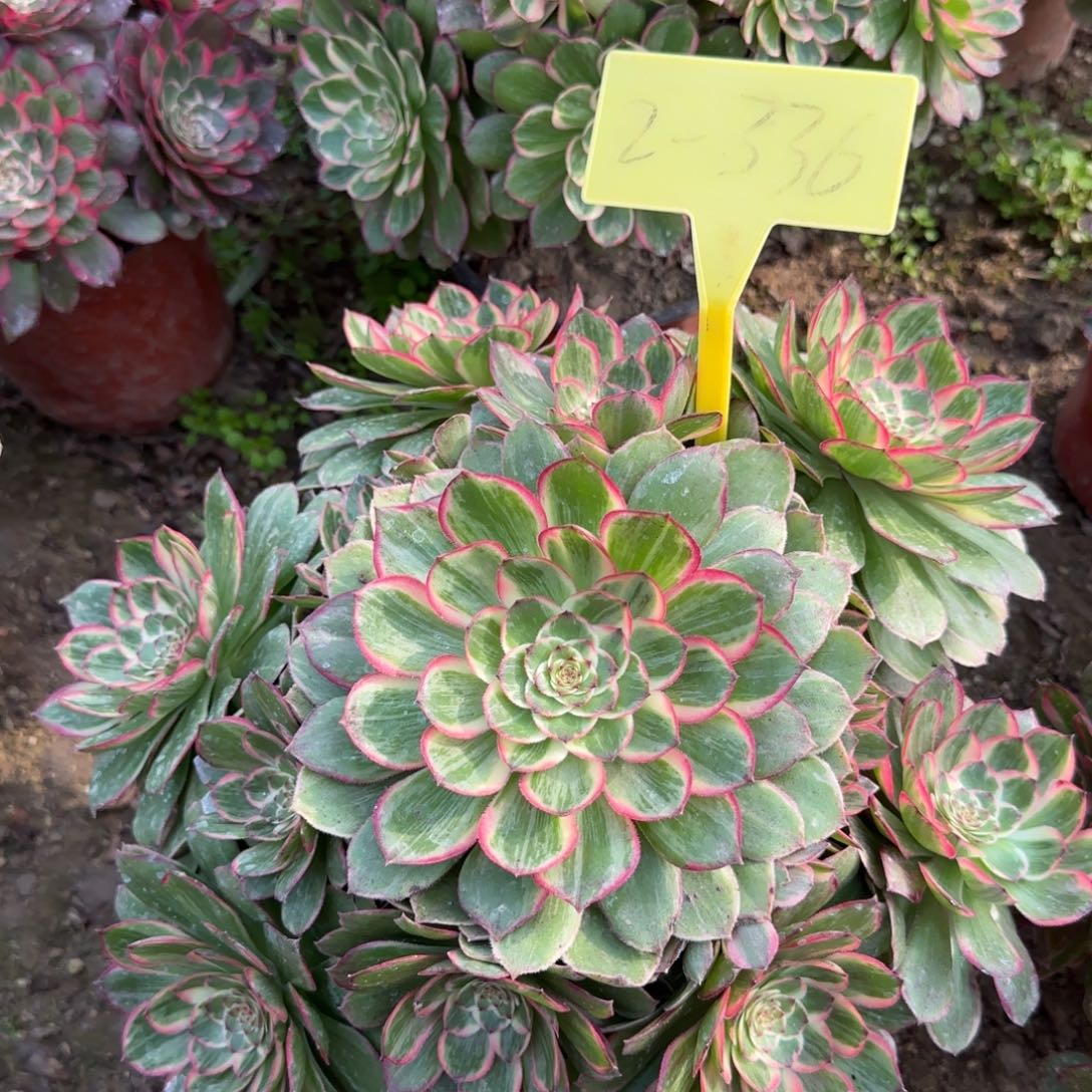 2-336--莲花座多头多肉