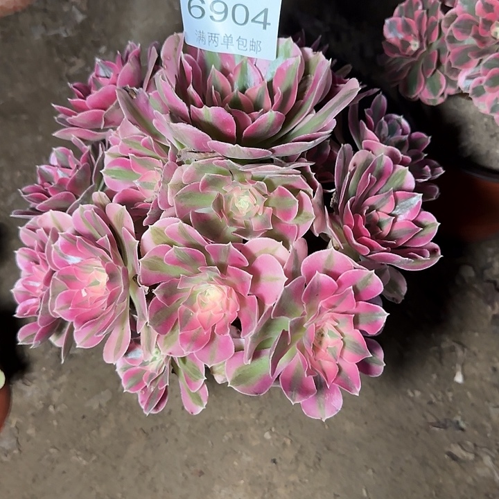 6904女巫多肉植物