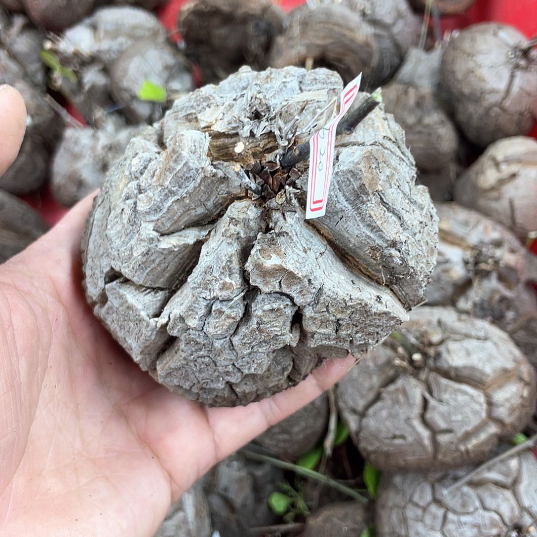 龟甲龙一物一拍1620号9.5cm