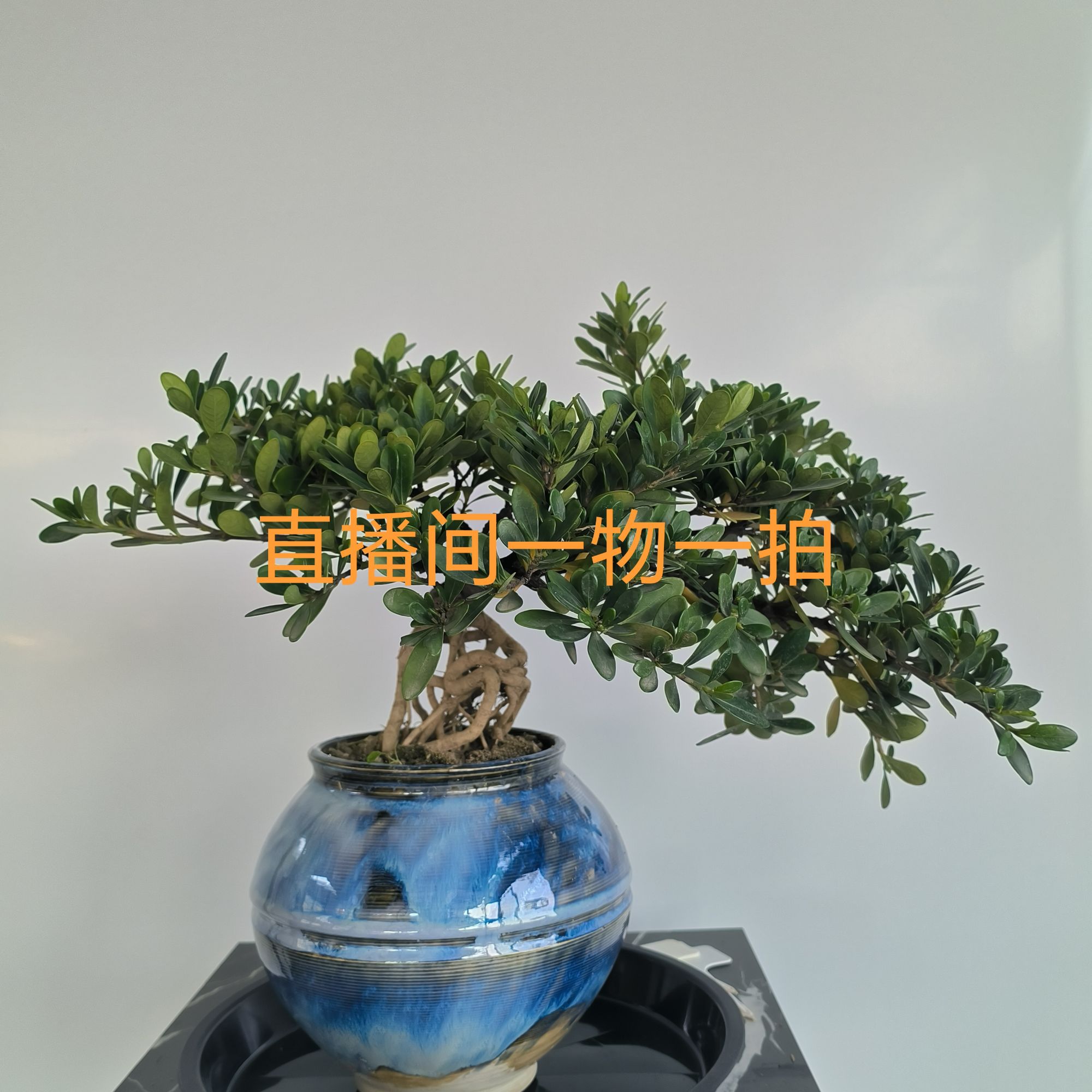 直播间一物一拍，栀子花