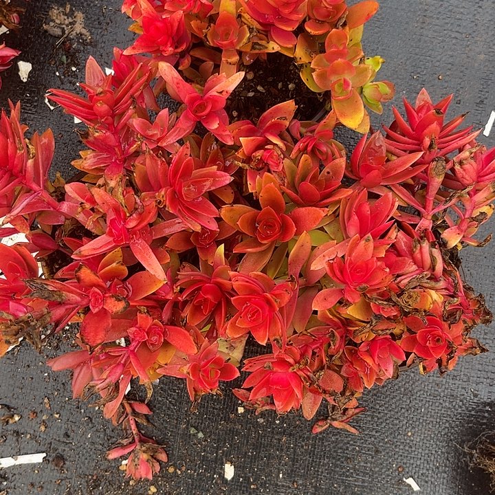 两单包邮，一物一拍，微瑕，散