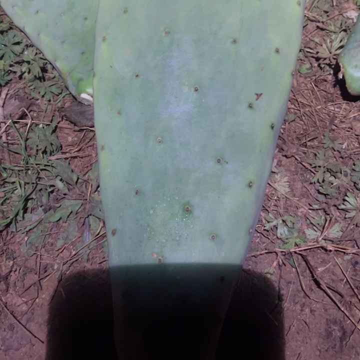 青*.火龙果侧芽一个1