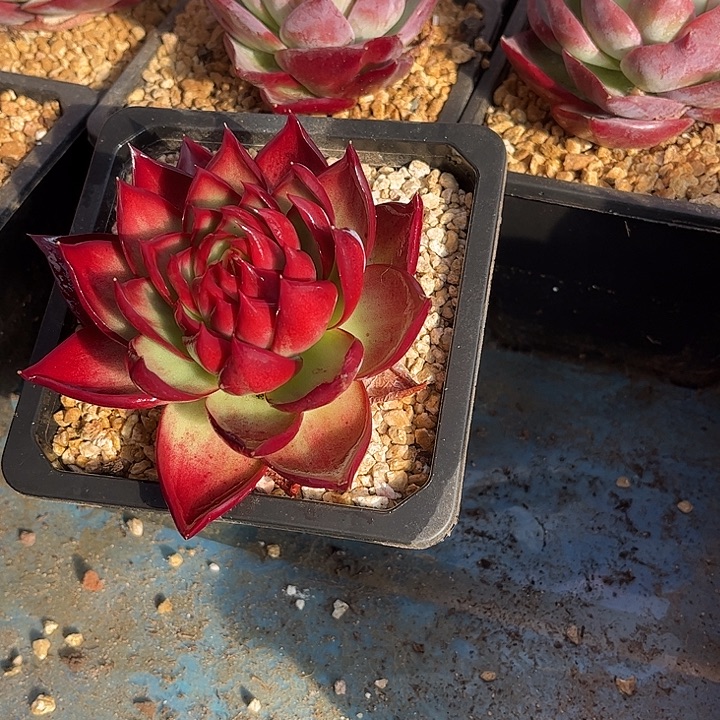 惊鸿仙子多肉植物4801