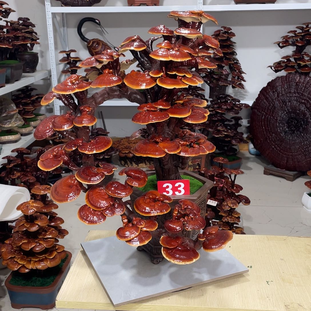 无花朵888888888888888888