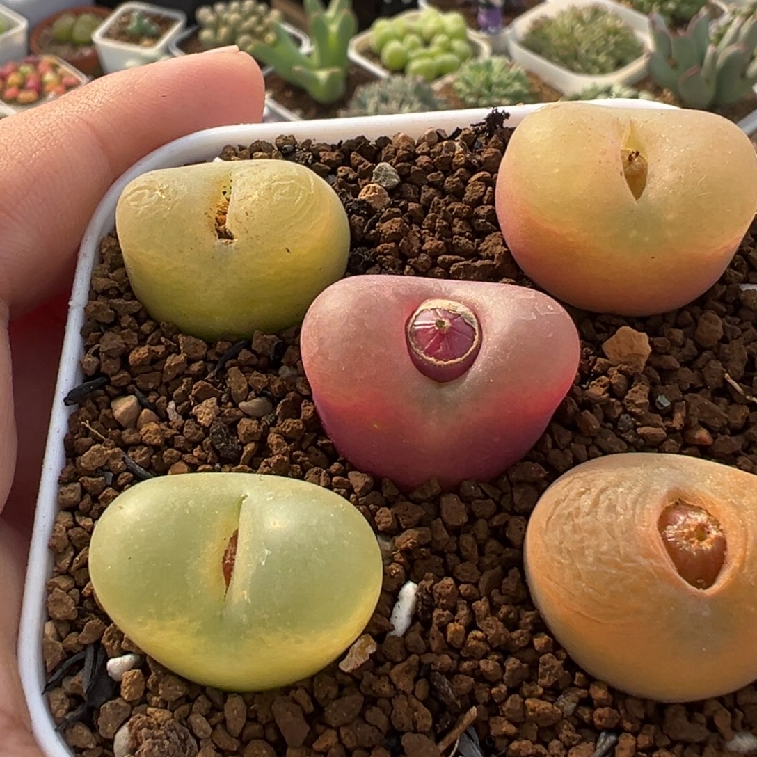 851多肉植物种类多样