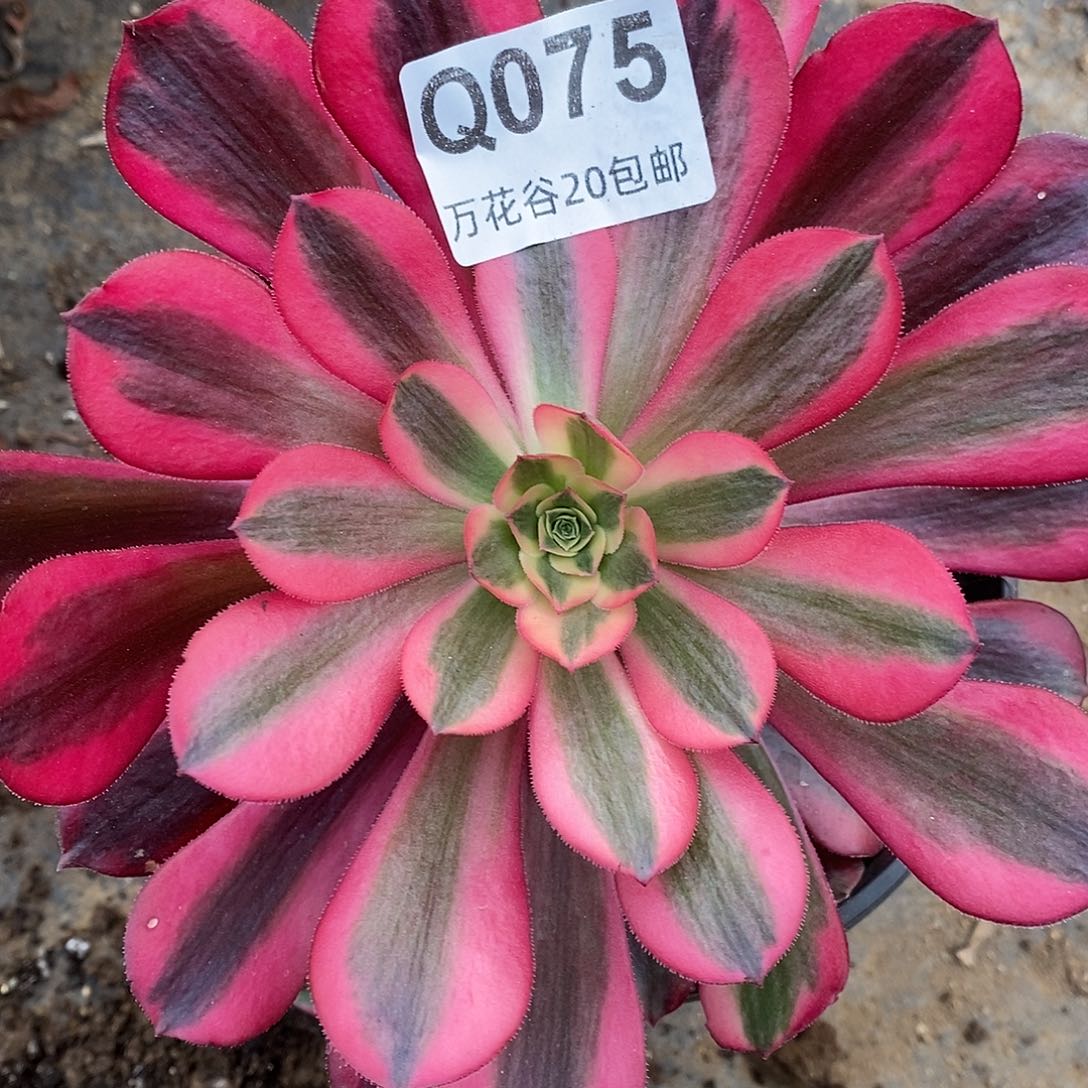075美杜莎多肉植物