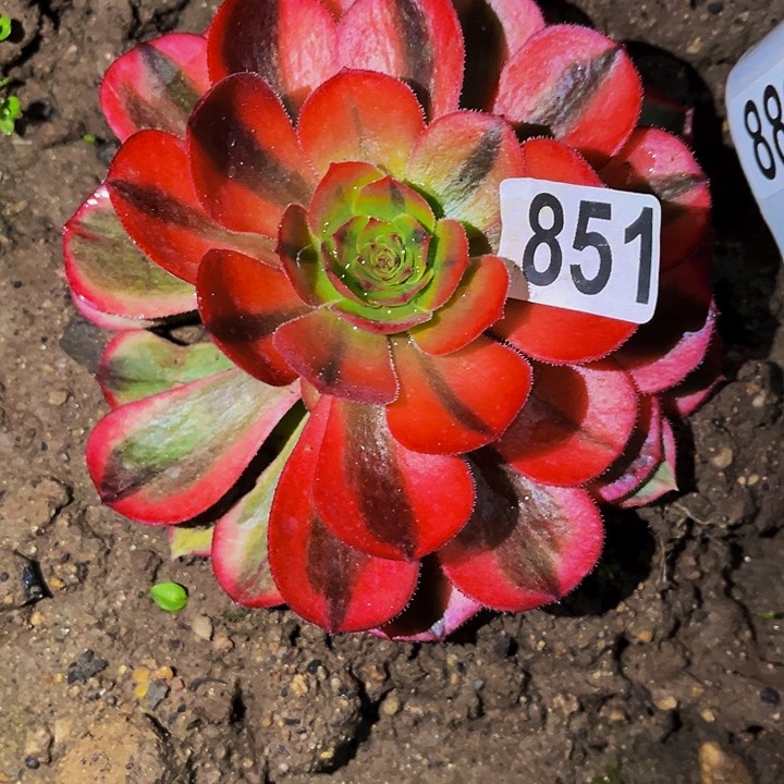 851万七彩多肉植物处理不售后