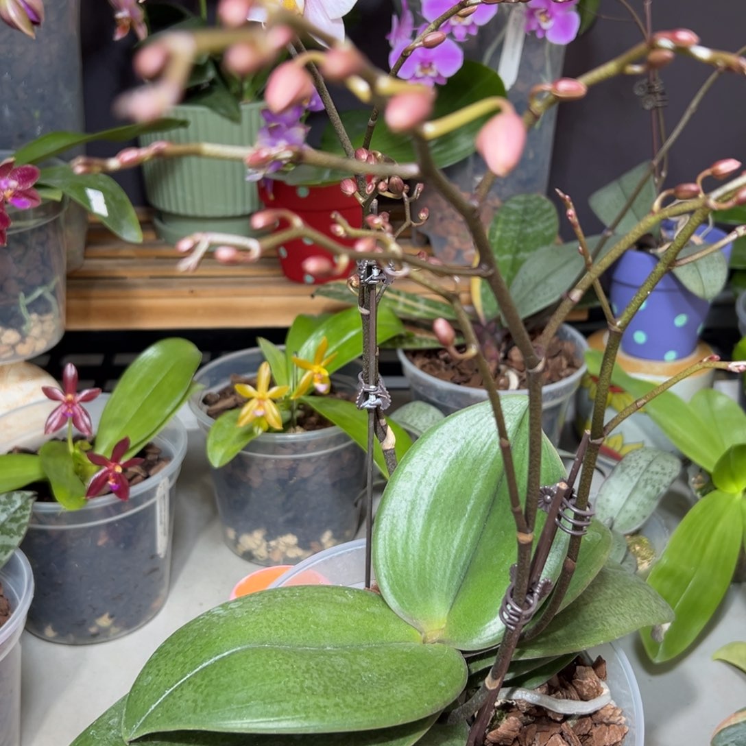 L***〇当前无花栽培后可以开花