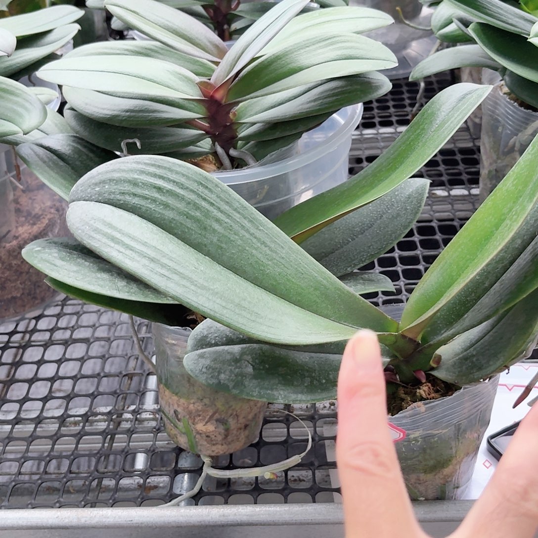 小****无花朵砂糖橘2颗高品质