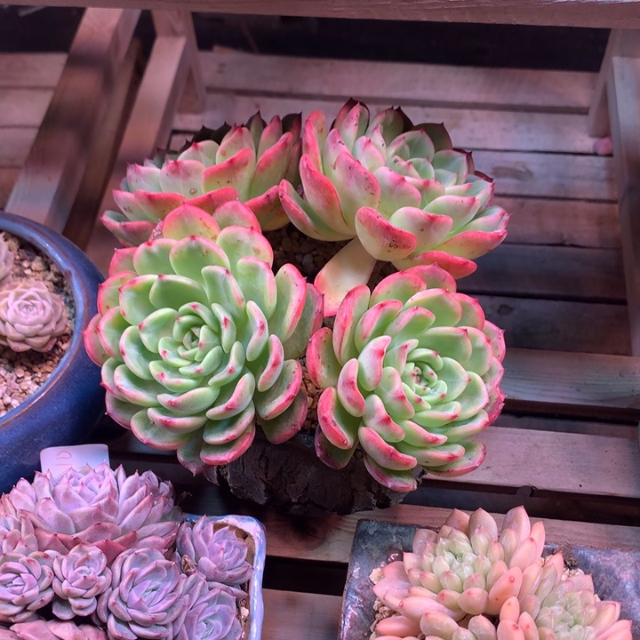 三文鱼z z z z z z z