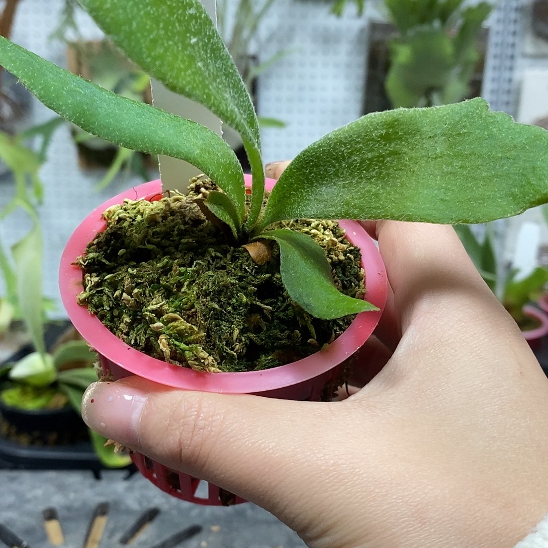 无花朵斑比鹿角蕨