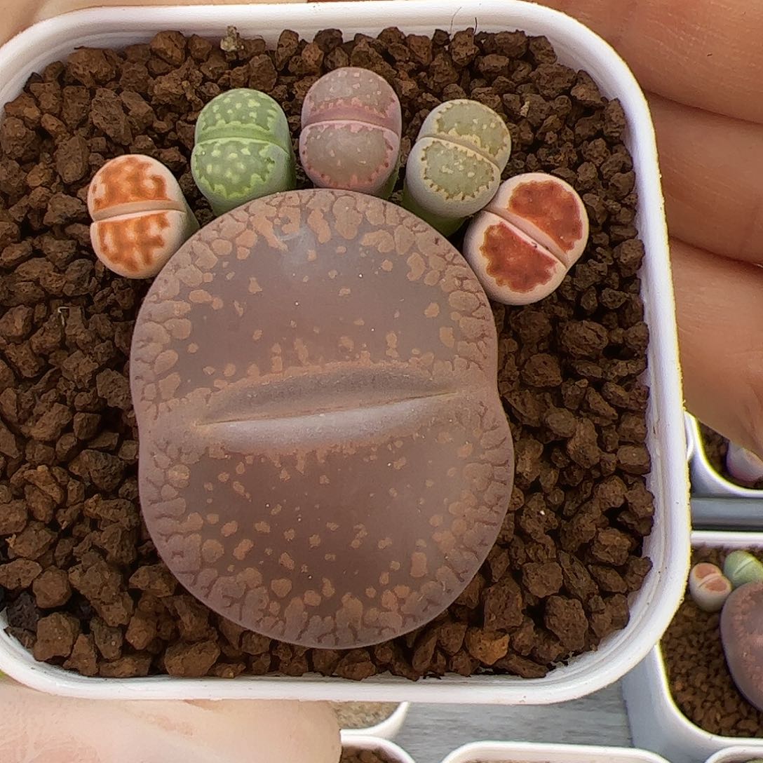 生石花多肉彩拼一盆