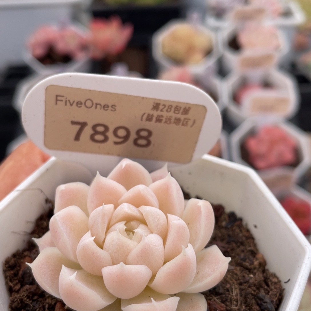 白月影7898-4.0厘米