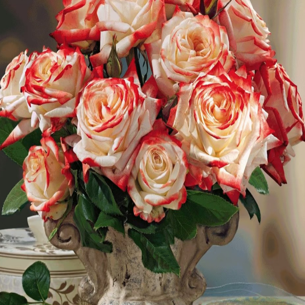 成媛【法拉皇后】超新品进口切花多季节重复开花盆栽玫瑰植物