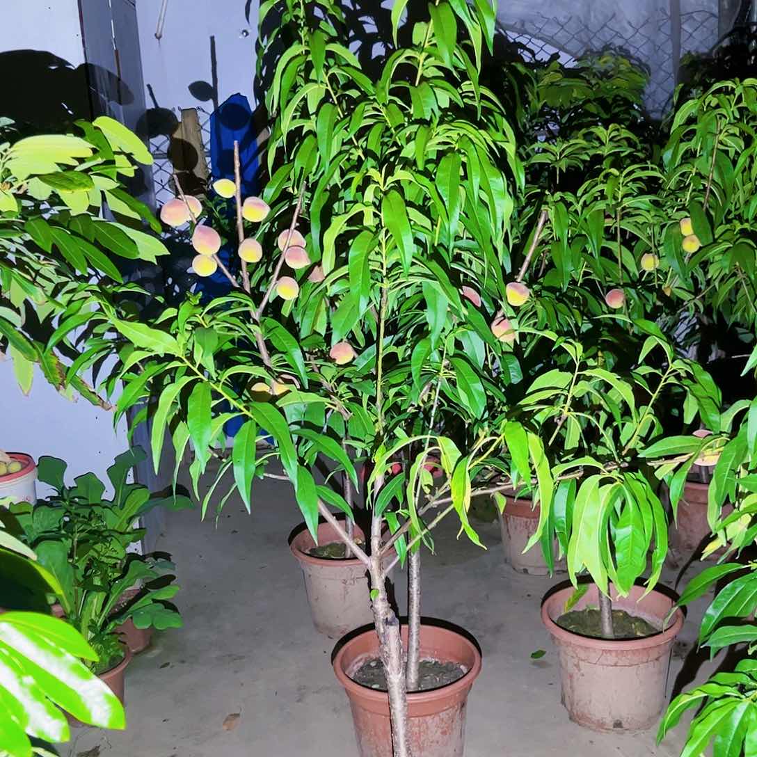 往**烟果苗。果苗。果苗6666