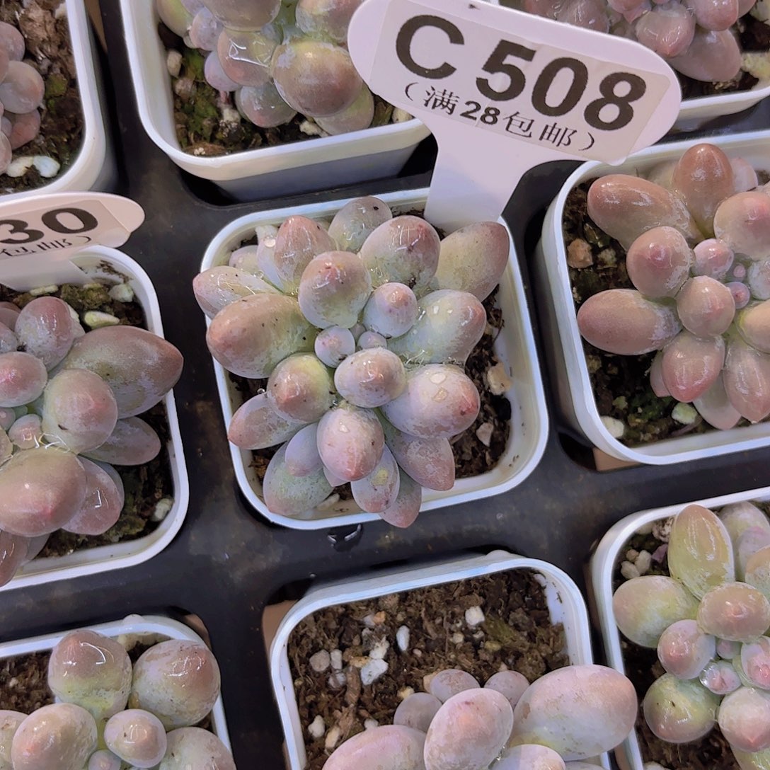 C508汤圆一物一拍