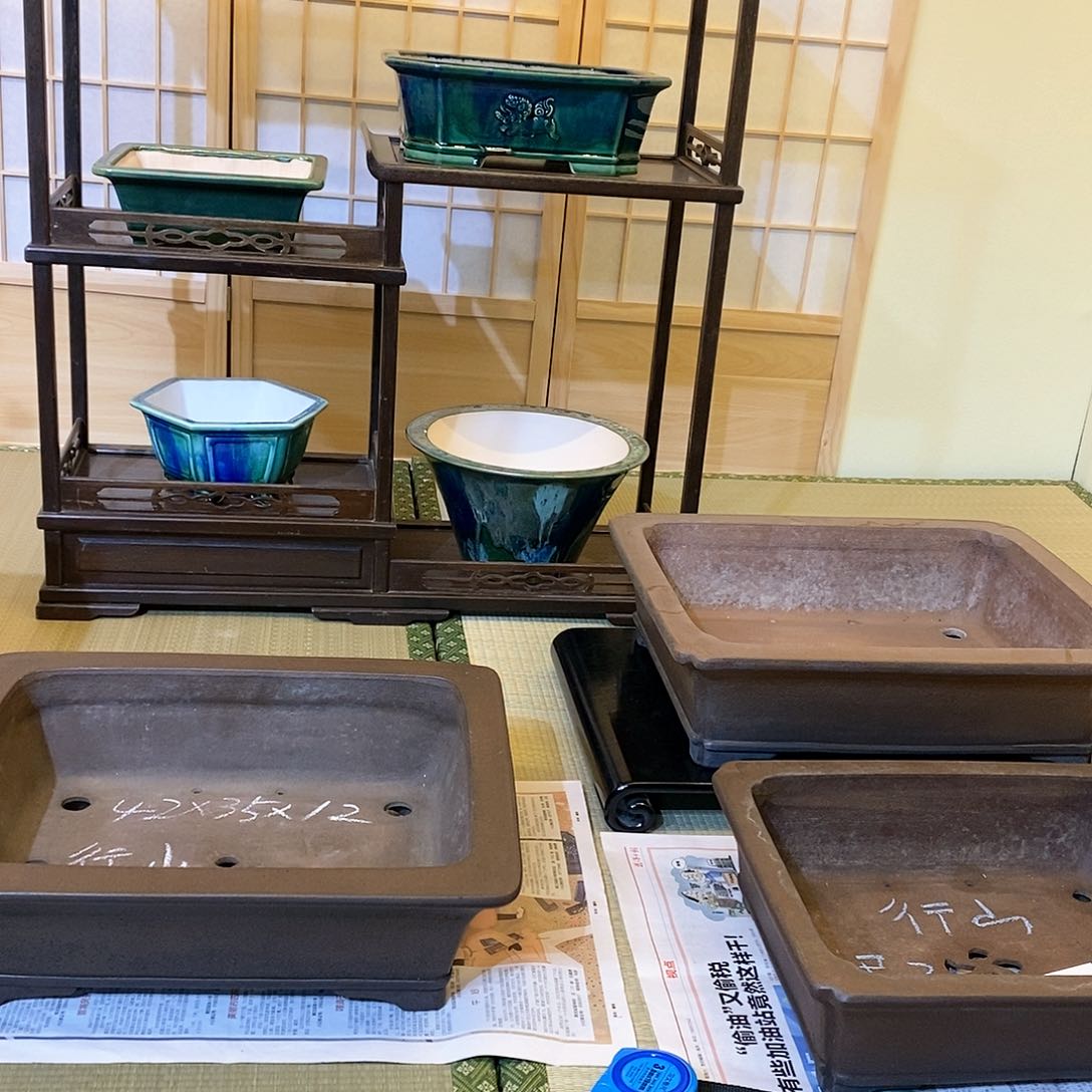 盆景微瑕顺丰包邮大*蕉