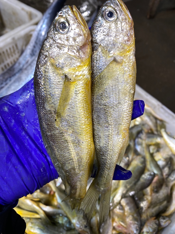 5斤野生黄花鱼 顺丰快递 青岛发货