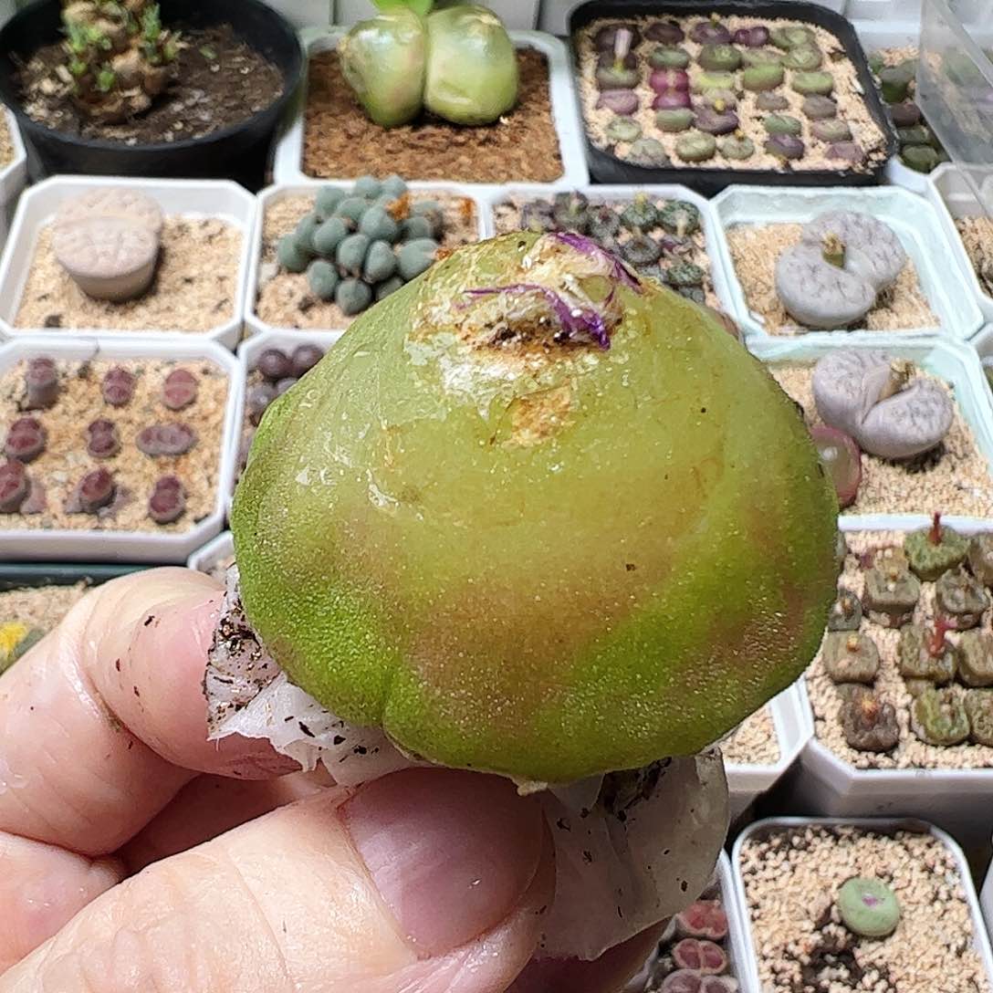 无花朵4厘米灯泡一颗包邮