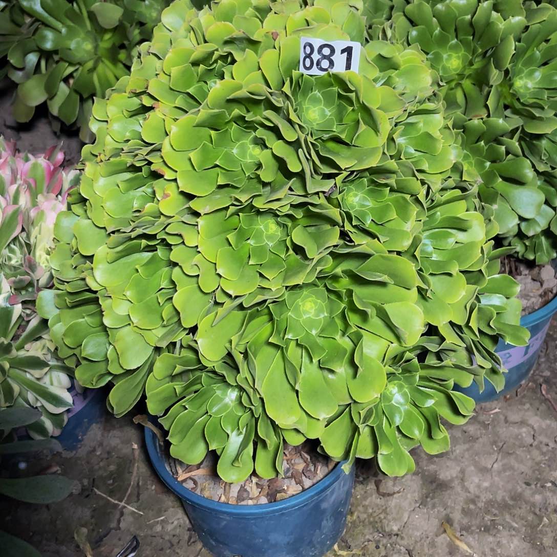 绿杨蓉朵朵13/20包邮法师