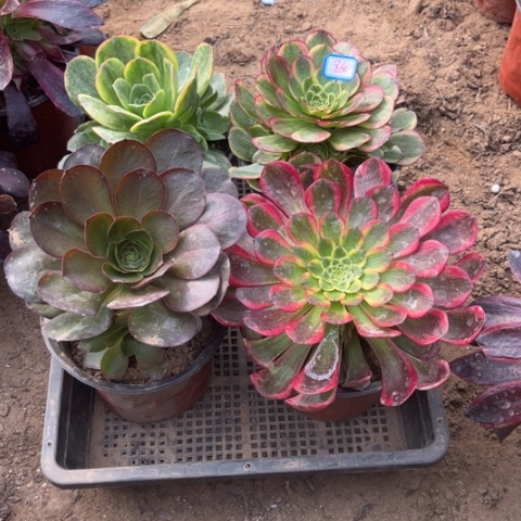 860多肉植物组合