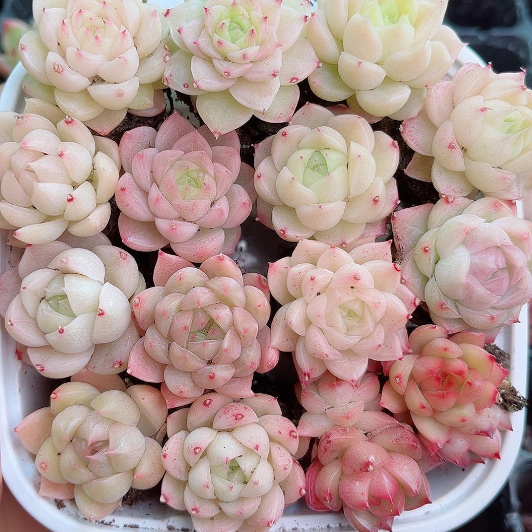 1-187 新疆西藏内蒙不发 12.8包邮2-3公分多肉