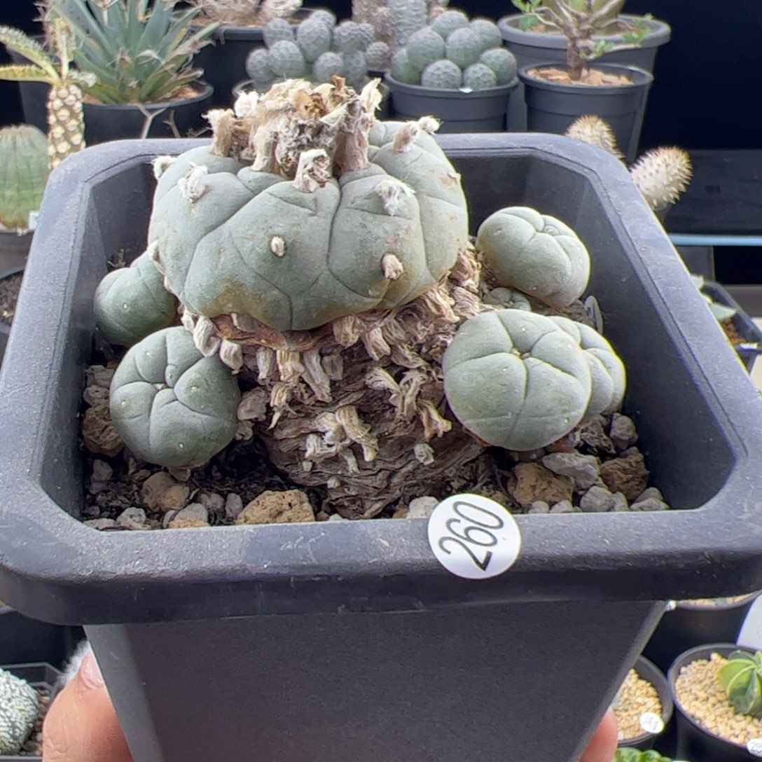 草球老桩一物一拍