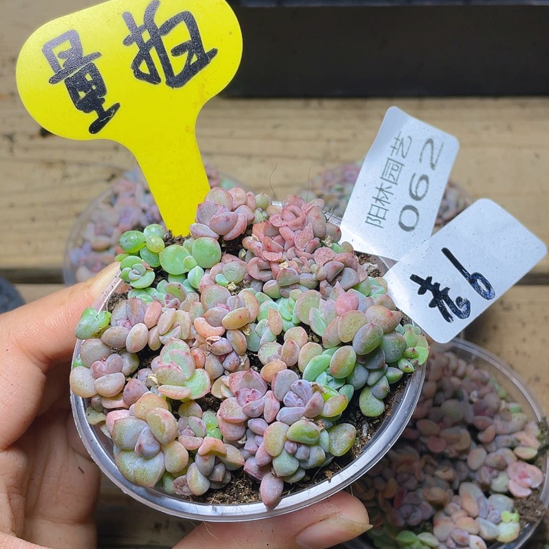 量拍多肉植物多肉植物62