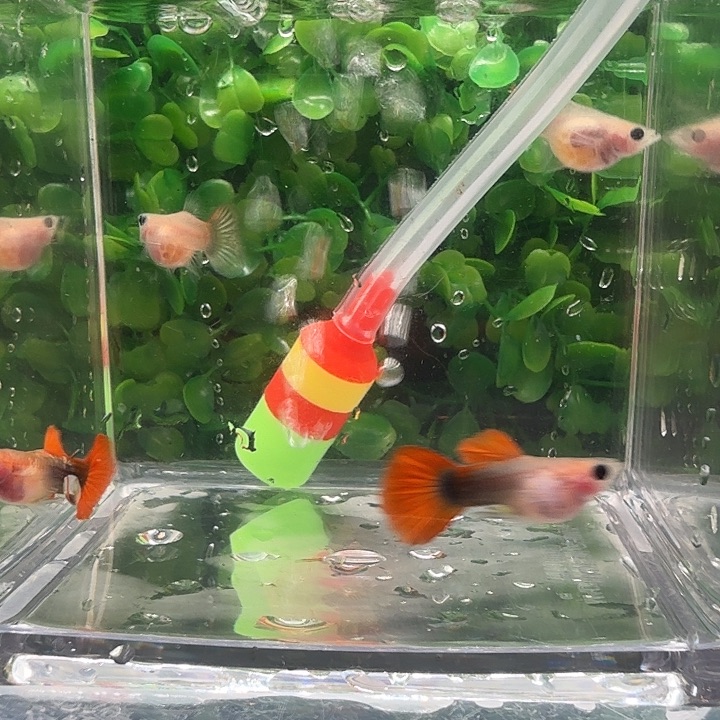 孔雀鱼红礼服玻璃猫球2对小亚成