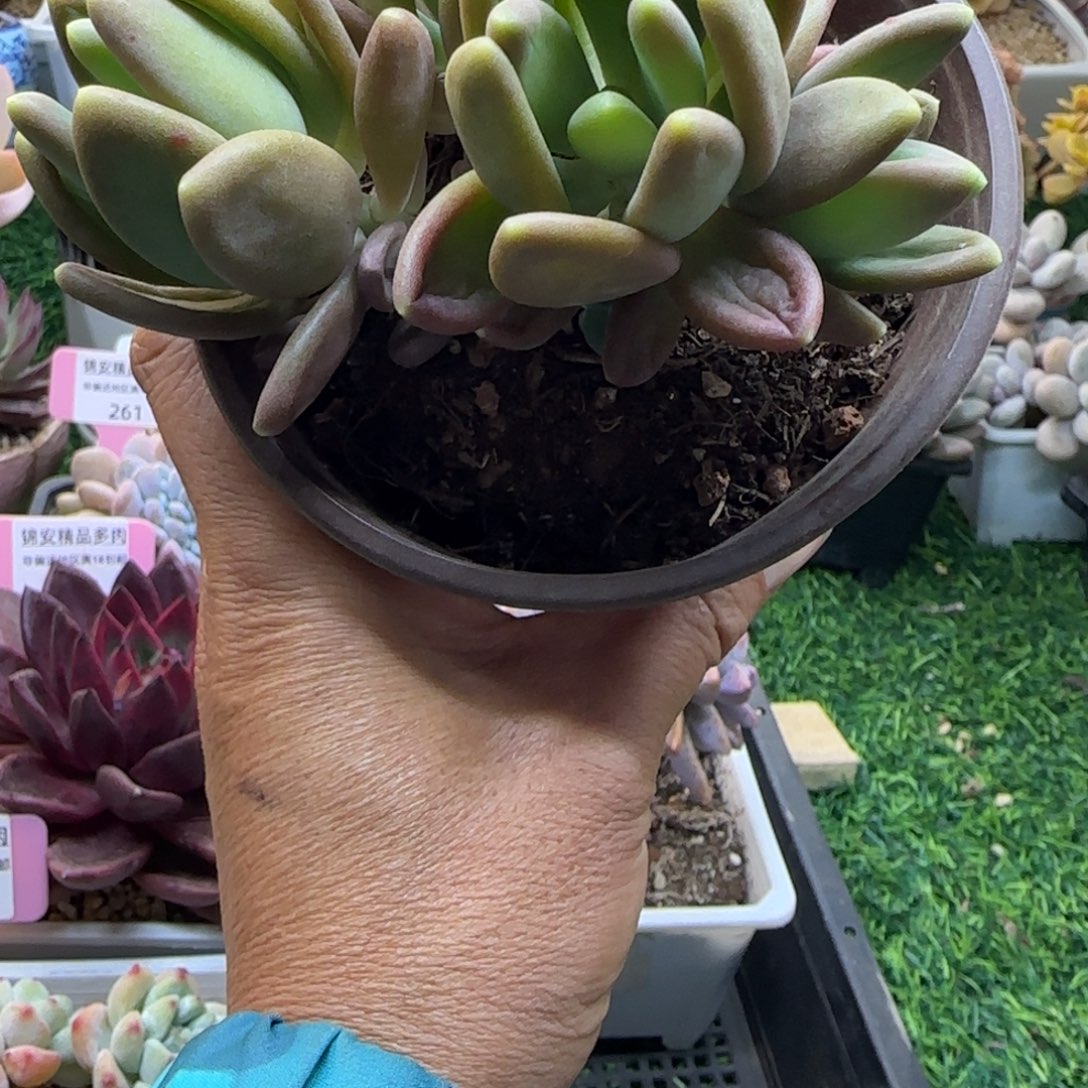 锦安精品多肉植物311