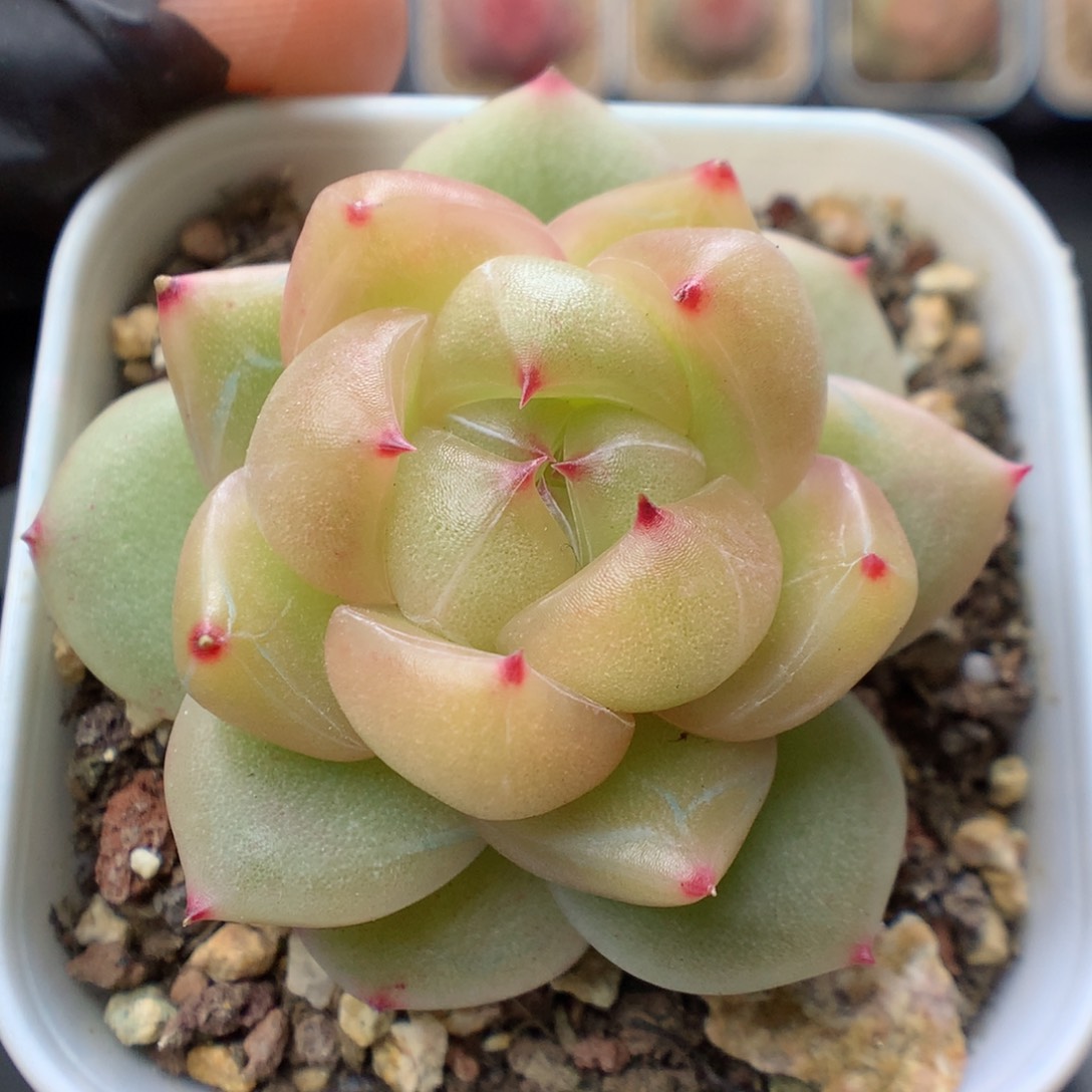 多肉植物。 珍妮48