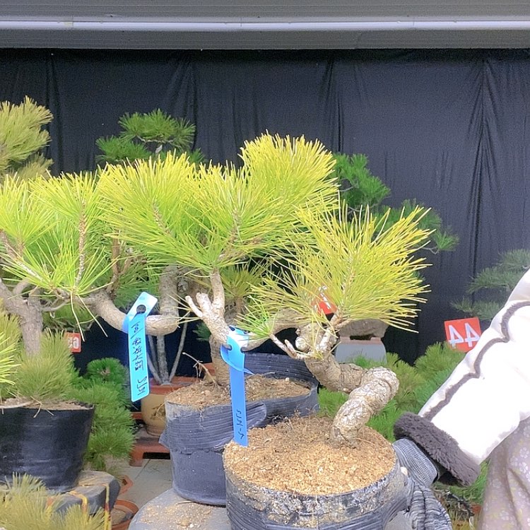 【闪购商品】无花朵我****你