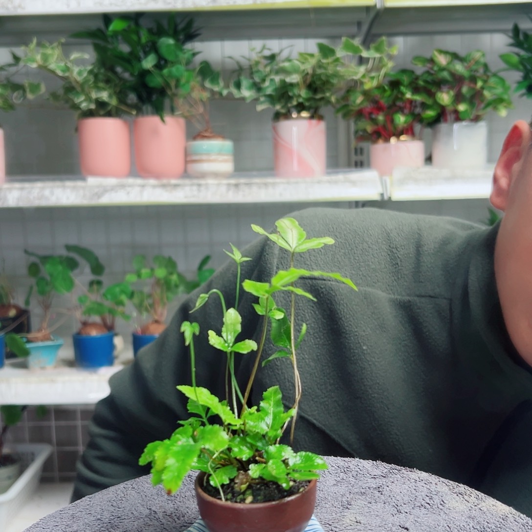 鱿***鱼无花朵34                    