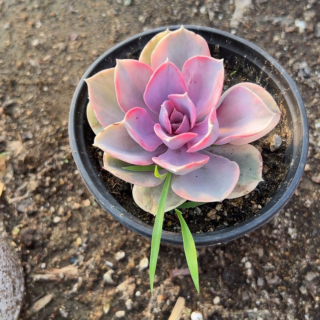 多肉植物多肉植物