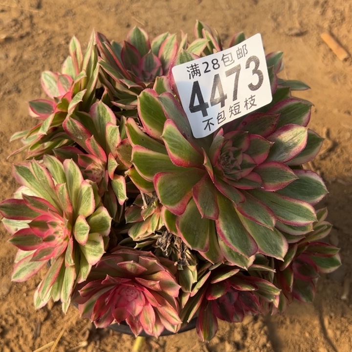 4473瑶光多肉植物法师法师