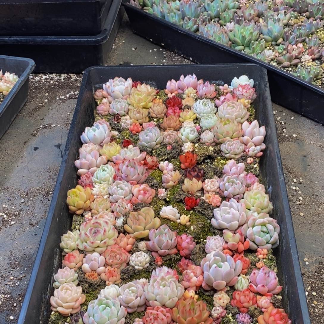 683多肉植物保护研究所所长助理