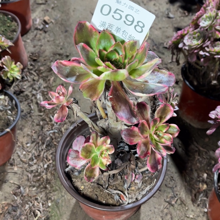 0598巫毒白的人多肉的