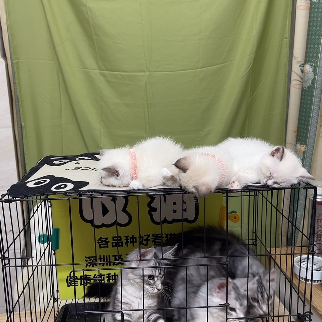缅因超级无敌帅气缅因