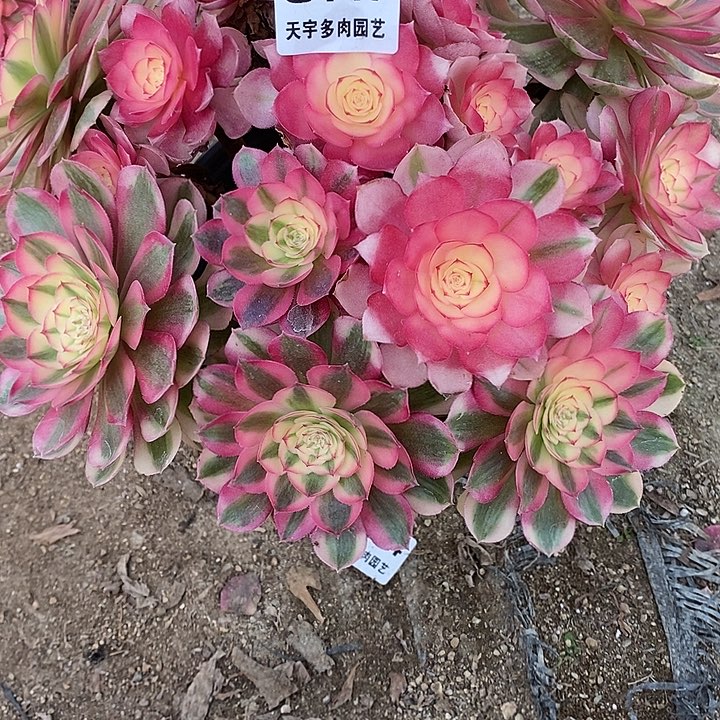 多肉植物倾城147多肉