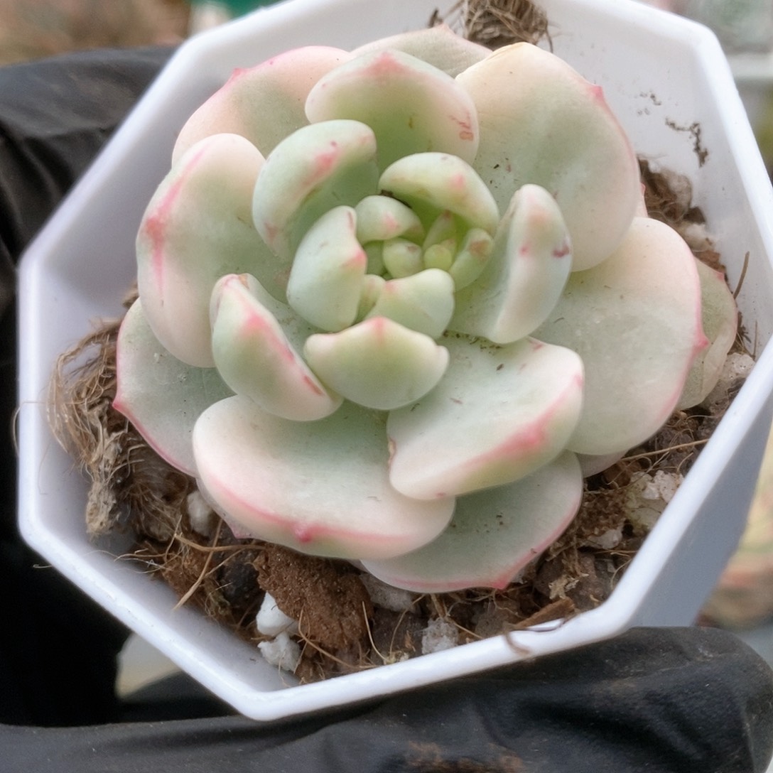 017香草锦锦锦锦锦锦