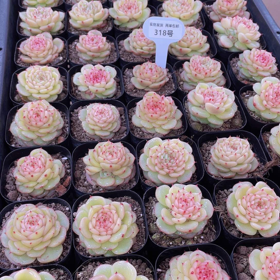 318号 精品玉玲珑一个