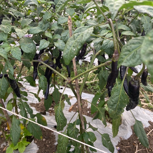 云南德宏农家自种黑辣椒