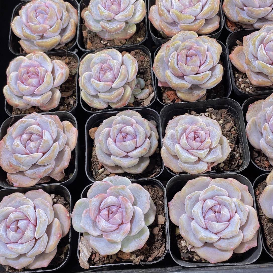 量拍9号 芋圆啵啵单头一个