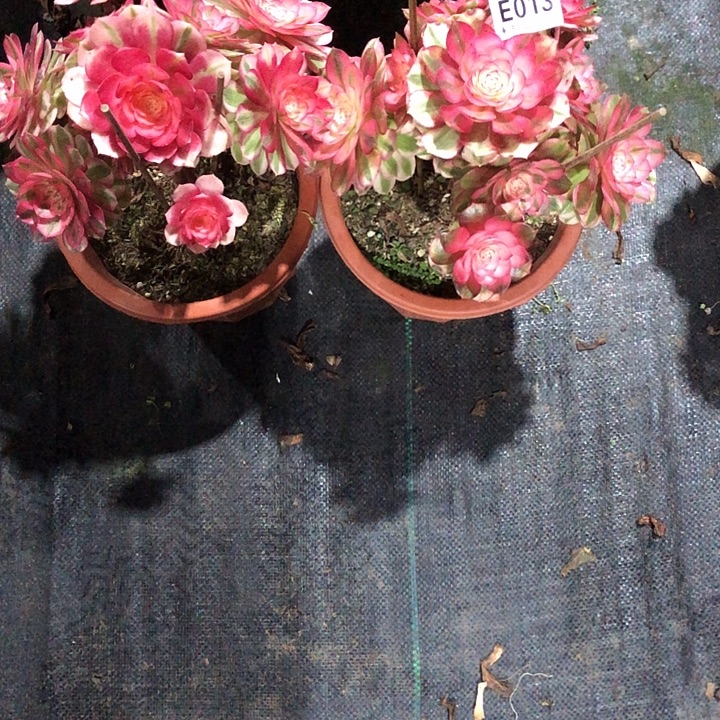 俩多肉0130000000000