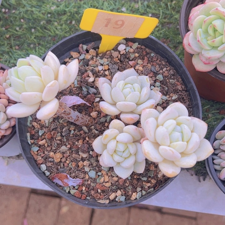 健健康康平平安安
