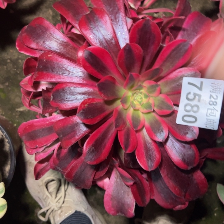 7580美杜莎多肉植物