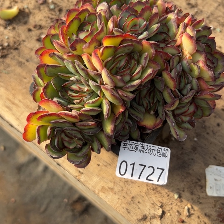 我的小伙伴都在等我